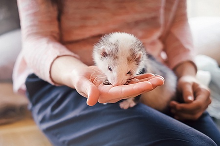 15 характеристик хорошего хозяина