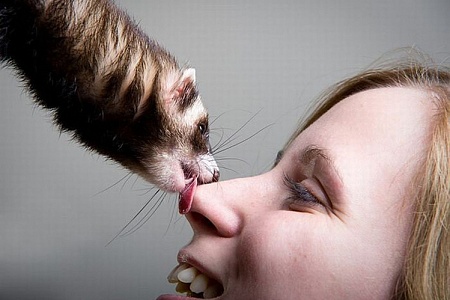 Пахнут ли хорьки?