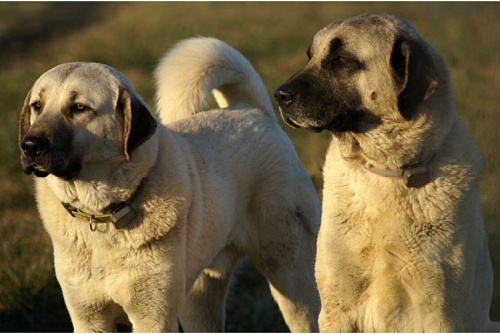 Гампр (армянский волкодав) 