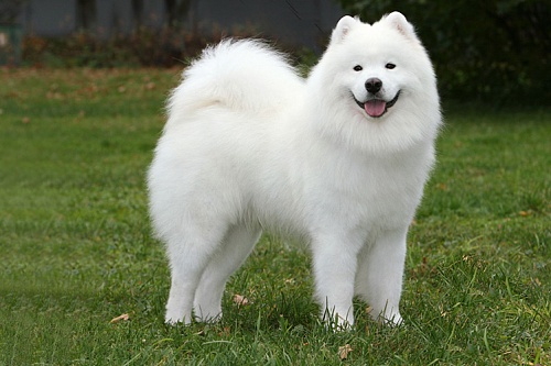 Самоедская лайка Самоедская лайка