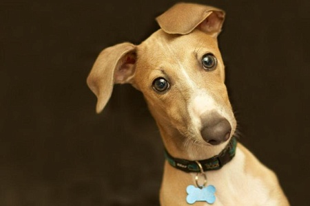 Смешные клички для собак