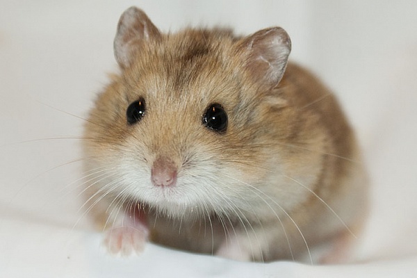 Хомяк Кэмпбелла