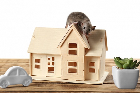 Дрессировка крыс