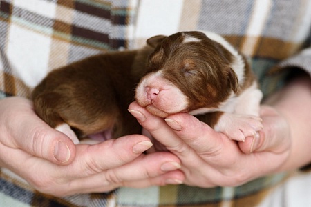 Запрет на разведение беспородных питомцев может решить проблему безнадзорных собак и кошек