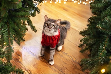 «Санта для хвоста»: акция в поддержку бездомных животных