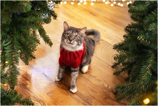 «Санта для хвоста»: акция в поддержку бездомных животных «Санта для хвоста»: акция в поддержку бездомных животных