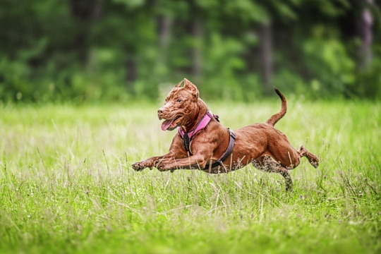 Самые сильные породы собак в мире: топ-10