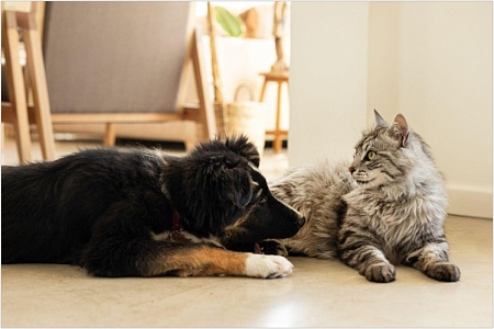 Как понять, на что аллергия у кошки и собаки