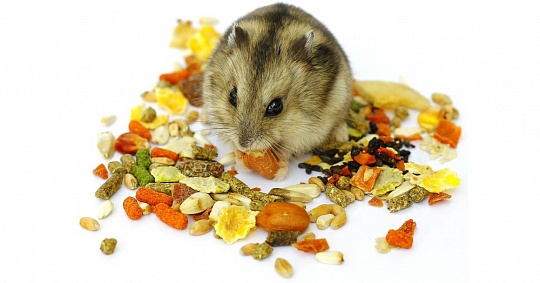 Чем кормить хомячков?