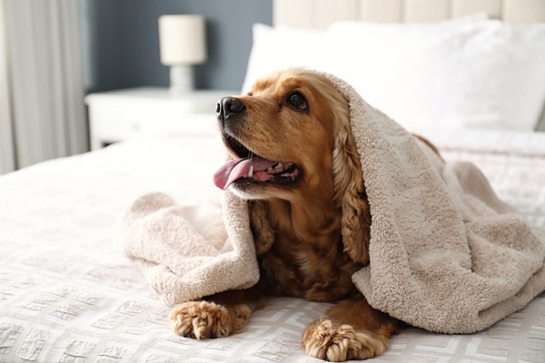 Роскачество начало разработку критериев для pet-friendly отелей