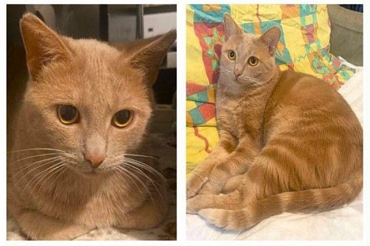 Подростков, похитивших кота Лучика, нашли в Крыму Подростков, похитивших кота Лучика, нашли в Крыму