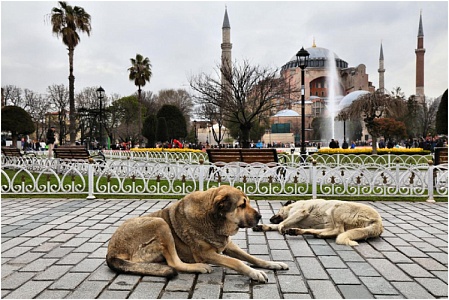 Бездомные собаки Анкары будут «‎работать»‎ охранниками 