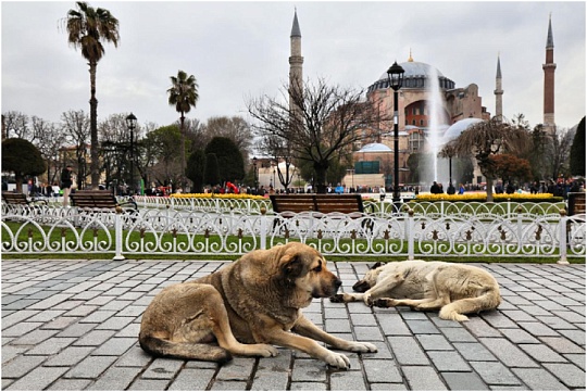 Бездомные собаки Анкары будут «‎работать»‎ охранниками 