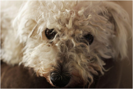 Ветеринарные врачи напомнили причины появления перхоти у собак 