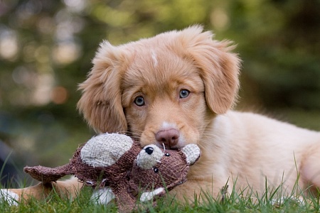 Пластик из детских игрушек может быть очень опасен для собак