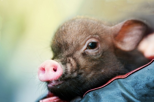 Насколько воплотились планы мини-пигов завоевывать мир