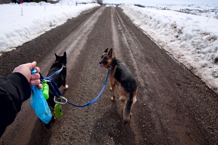 В Германии хотят оплачивать сбор экскрементов собак