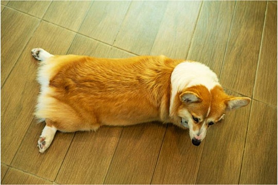 Чем опасен скользкий пол для собаки