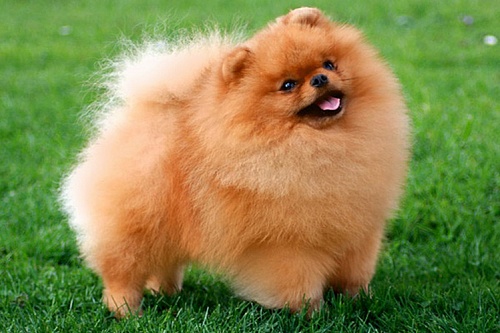 Померанский шпиц Померанский шпиц