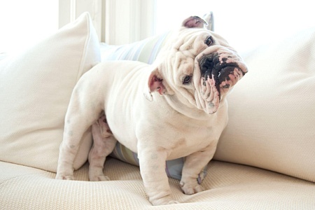 Пиодермия у собак