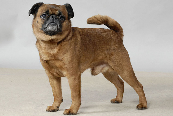 Пти брабансон описание породы собак, характеристики, внешний вид, история |  Хвост Ньюс