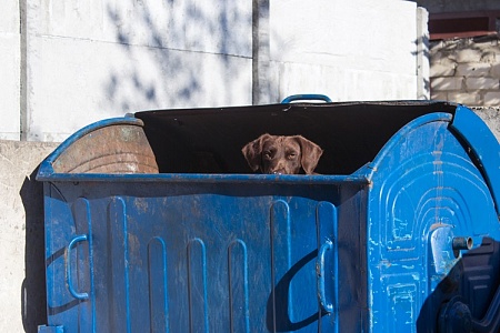 Водители мусоровозов спасли более 30 питомцев