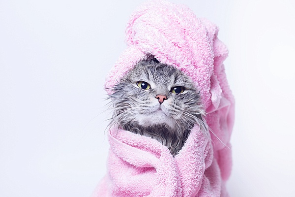 Спа для кошек: что это и каким кошкам подходит