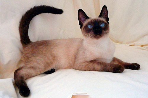 Сиамская кошка Сиамская кошка