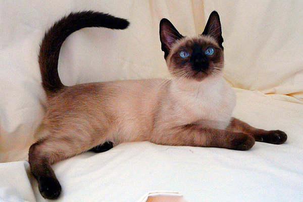 сиамские кошки описание породы фото