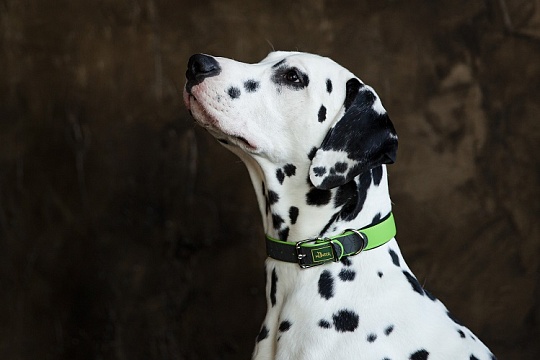 Характер собаки зависит не только от породы. Новое исследование генетиков
