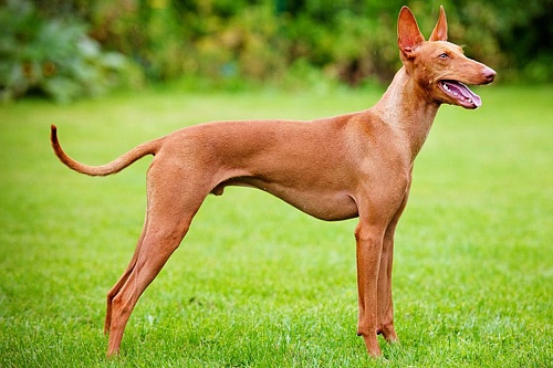 Фараонова собака Фараонова собака