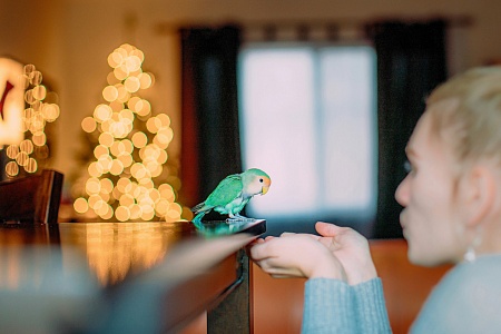 Техника безопасности в доме, где живет попугай