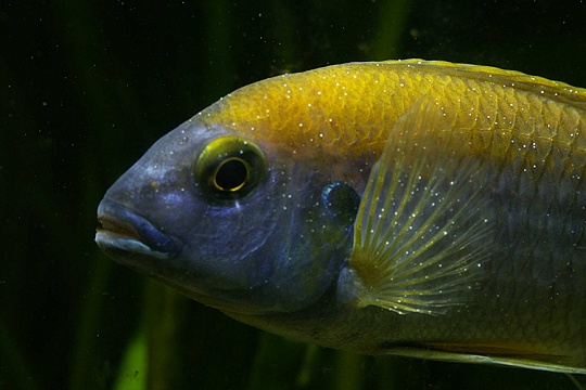 Ихтиофтириоз у аквариумных рыбок