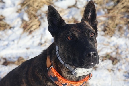 Кинологи выступают против использования электрошоковых ошейников