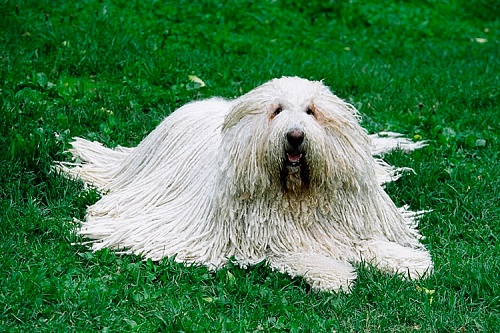 Комондор (венгерская овчарка) Комондор (венгерская овчарка)