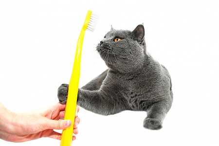 Чистят ли кошкам зубы?