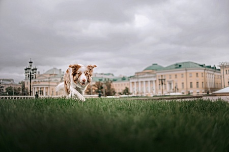 Марьино, Сосенское или Басманный: где в Москве удобнее всего жить с питомцем