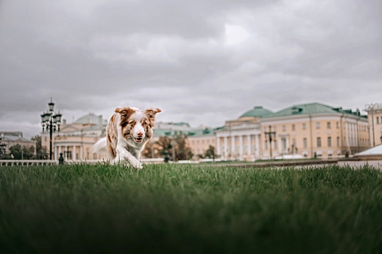 Марьино, Сосенское или Басманный: где в Москве удобнее всего жить с питомцем
