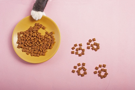 Какой корм нужен породистым и беспородным котятам? 