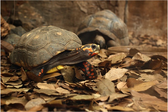 Топ-10 самых необычных черепах для домашнего террариума