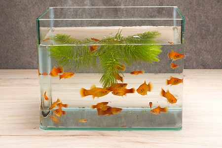 Каких рыбок лучше завести?