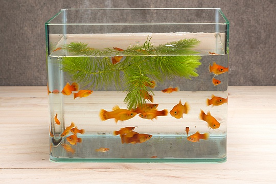 Каких рыбок лучше завести? Каких рыбок лучше завести?