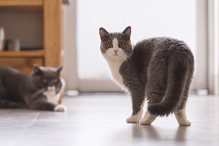 Сальный хвост у кота: что делать?