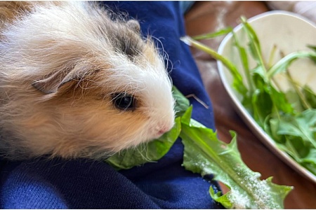 Морская свинка швейцарский тедди: пушистый комочек счастья