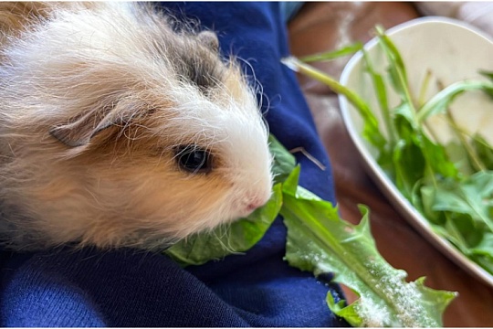 Морская свинка швейцарский тедди: пушистый комочек счастья