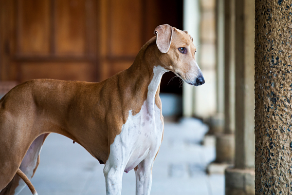 Азавак (африканская борзая)