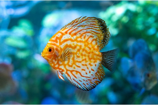 Дискус: король аквариума