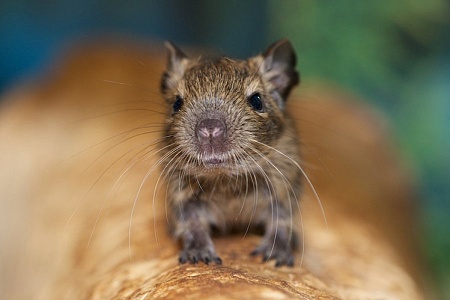 Как выбрать дегу?