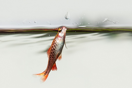 Нужна ли аэрация в аквариуме? Нужна ли аэрация в аквариуме?