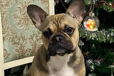 Собака спасла свою семью от пожара